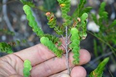 Cliffortia pulchella