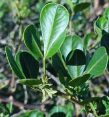 Searsia lucida lucida