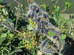 Searsia lucida lucida