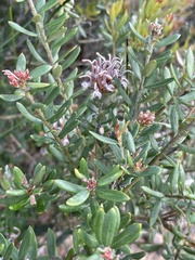 Grevillea sphacelata