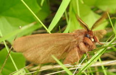 Phyllalia patens