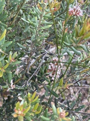 Grevillea sphacelata