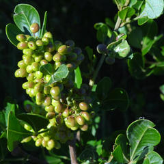 Searsia lucida lucida