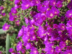 Drosanthemum fourcadei