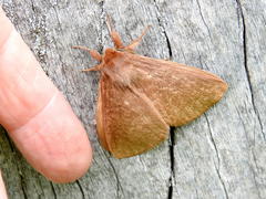Phyllalia patens