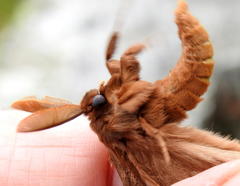 Phyllalia patens