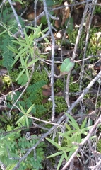 Pellaea ternifolia