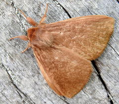 Phyllalia patens