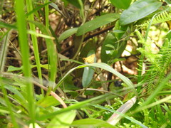 Ampittia dioscorides