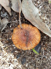 Pholiota highlandensis