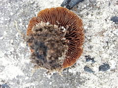 Pholiota highlandensis