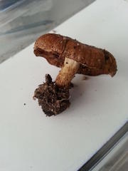 Pholiota highlandensis