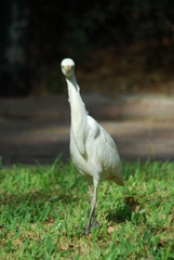 Bubulcus ibis