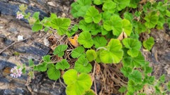 Pelargonium australe