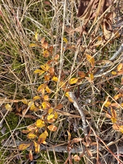Salix saxatilis