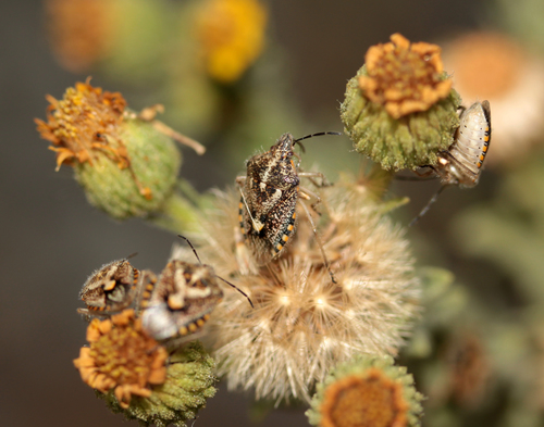 African Cluster Bug photo 2