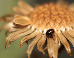 Agonoscelis puberula