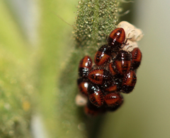 Agonoscelis puberula