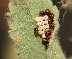 Agonoscelis puberula