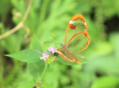 Greta morgane morgane