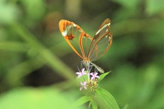 Greta morgane morgane