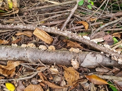 Schizophyllineae