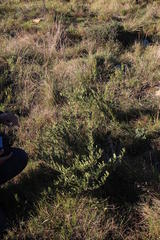 Gymnosporia elliptica