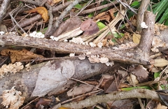 Schizophyllineae