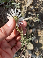 Tripleurospermum hookeri