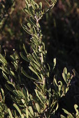 Gymnosporia elliptica