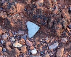 Tapinogyna perichroa