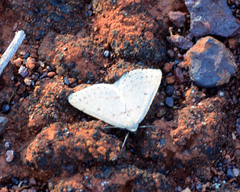 Tapinogyna perichroa