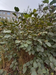 Alnus alnobetula fruticosa
