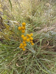 Tanacetum vulgare boreale