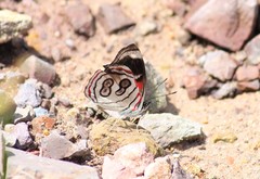 Diaethria asteria