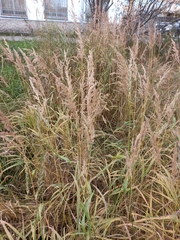 Calamagrostis purpurea