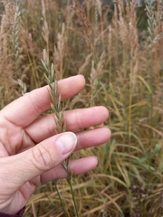 Elymus repens