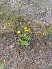 Ranunculus propinquus
