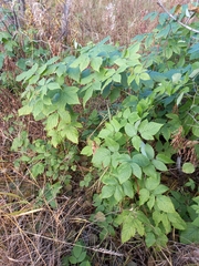Rubus sachalinensis