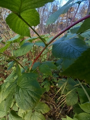 Rubus sachalinensis