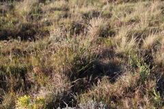 Thamnochortus glaber