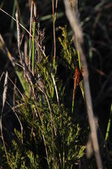 Thamnochortus glaber