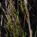 Thamnochortus glaber - Photo (c) Tony Rebelo, μερικά δικαιώματα διατηρούνται (CC BY-SA), uploaded by Tony Rebelo