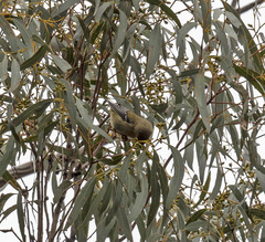 Pardalotus quadragintus