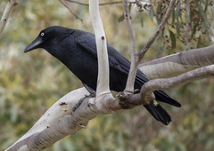 Forest Raven photo 2