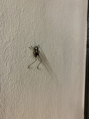 Pholidoptera griseoaptera