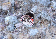 Diaethria asteria