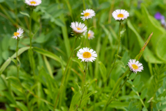 Erigeron eriocalyx