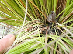 Carex testacea