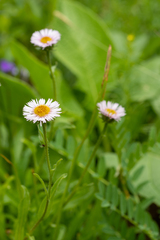 Erigeron eriocalyx